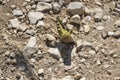 A day butterfly (HesperiidaeÃ¢â¬âNymphalidae) sitting on a stony p